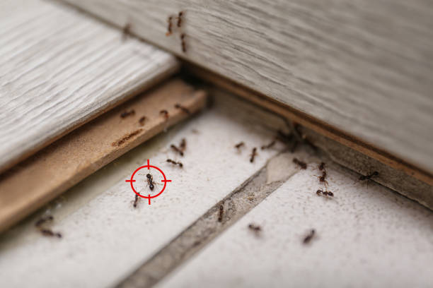 Best Residential Pest Control  in Arapahoe, NE